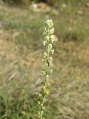 Reseda undata leucantha