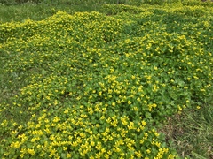 Ranunculus arvensis