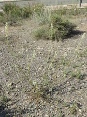 Reseda undata leucantha