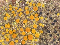 Xanthocarpia crenulatella