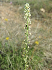 Reseda undata leucantha