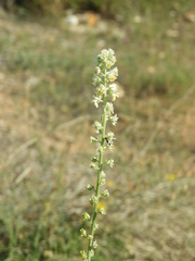 Reseda undata leucantha