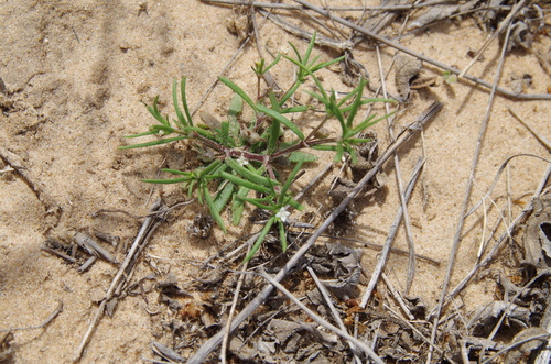 Image of Houstonia subviscosa by (c) Eric Knight, some rights reserved (CC BY)