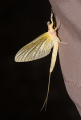 Ephemera orientalis
