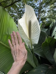 Spathiphyllum wallisii