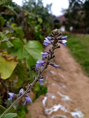Calopogonium caeruleum