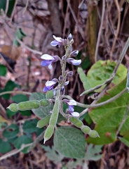 Calopogonium caeruleum
