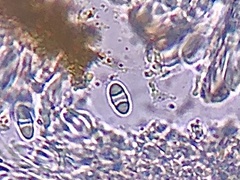 Athallia vitellinula