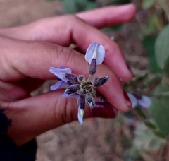 Calopogonium caeruleum