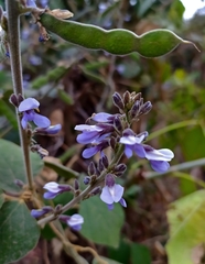 Calopogonium caeruleum