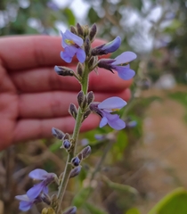 Calopogonium caeruleum