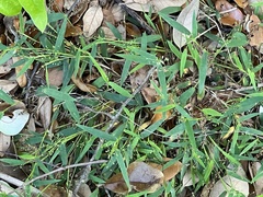 Dichanthelium patulum