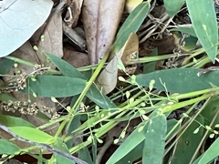 Dichanthelium patulum