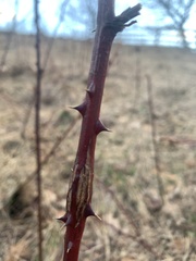 Neolasioptera nodulosa