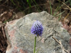 Eryngium eriophorum