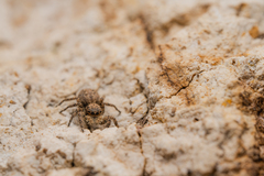 Platycryptus arizonensis