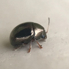 Brachypnoea lecontei