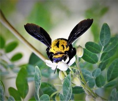 Xylocopa ruficornis