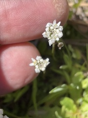 Shepherd's Cress (Teesdalia nudicaulis)