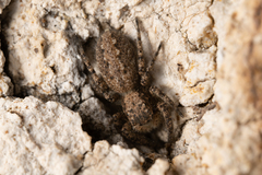 Platycryptus arizonensis