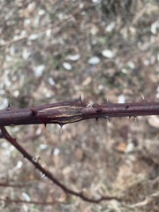 Neolasioptera nodulosa