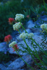 Eriogonum compositum compositum