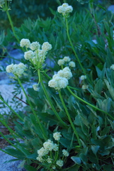 Eriogonum compositum compositum