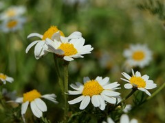 Anthemis hebronica
