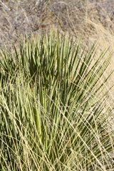 Yucca baccata brevifolia
