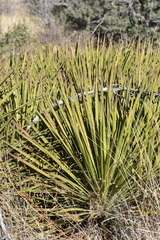 Yucca baccata brevifolia