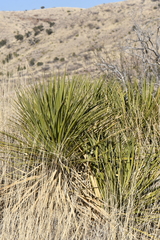 Yucca baccata brevifolia