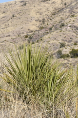 Yucca baccata brevifolia