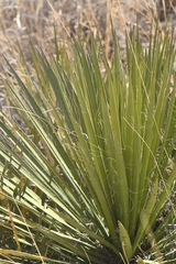Yucca baccata brevifolia