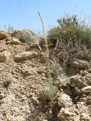 Reseda barrelieri