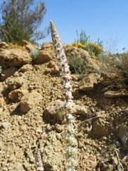 Reseda barrelieri