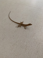 Anolis auratus