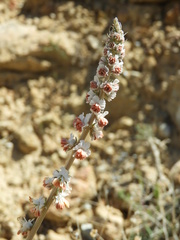 Reseda barrelieri