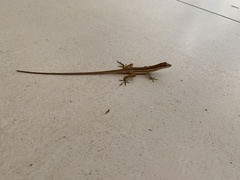 Anolis auratus