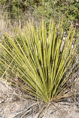 Yucca baccata brevifolia