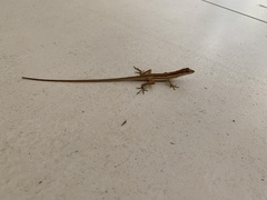 Anolis auratus