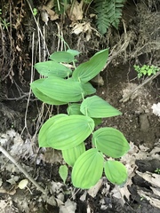 Uvularia