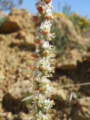Reseda barrelieri