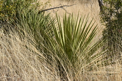 Yucca baccata brevifolia