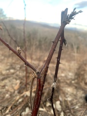 Neolasioptera nodulosa