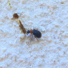 Ebaeus collaris