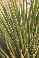 Yucca baccata brevifolia
