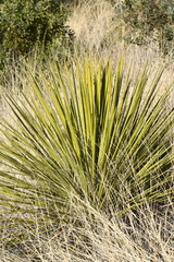 Yucca baccata brevifolia