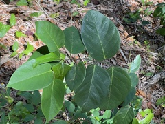 Dalbergia ecastaphyllum