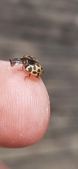 Harmonia antipoda