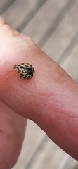 Harmonia antipoda